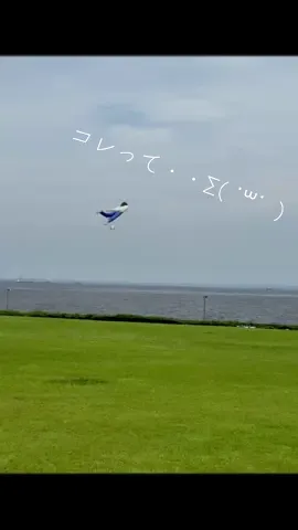 飛行練習中｡･*･:≡(　ε:)🪁 #凧　#たこ　#kite #ว่าว #公園　#晴天　#晴れ　#อากาศดี #niceweathertoday #park #japan #ญี่ปุ่น