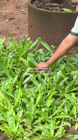 Full 3 course meal, garden tour + picking out fresh ingredients included 🥹💞  #traveltiktok#thailandtravel#summervibes#lawstudentonbreak#fyp#budgetfriendly  