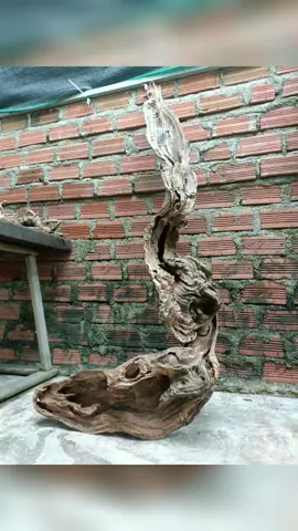 thích hợp ghép lan khủng.