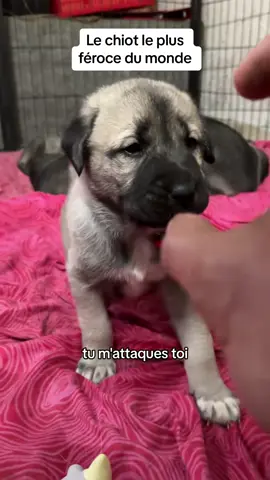 Découvrez le chiot le plus féroce du monde. Attention certaines images peuvent être déconseillées aux âmes sensibles  #kangal #amouranimaux #dogsvideo #chien #dogsoftiktok #chiens #chiots #chiot #dogs #complicitechienmaitre #chiendeprotection #puppylove 
