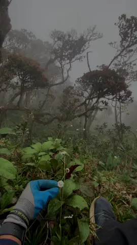 පේනවනේ මට වෙලා තියෙන දේ 🫡🤍  #srilanka #forest #naturevibes #nature #naturelover #foggyforest #travelblogger #ashprabashwara