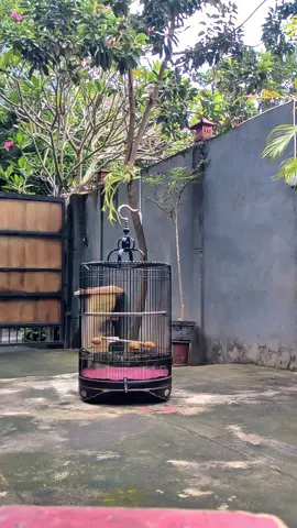 jooswa comeback fighter..🙏 yg dulu nya matung cabul lesu.. satu bulanan ter asing kan..😁 #CapCut #CapCut #muraibatumedan #muraibatuindonesia #muraibatuekorpanjang #kicaumania #muraibatumania 