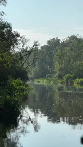 Menyusuri sungai hutan hujan tropis #tanjungputingnationalpark 