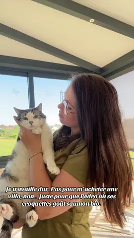 L’argent ne fait pas le bonheur, sauf celui de Pedro quand il entend le bruit du sachet de croquettes 😂 #catsoftiktok #chat #chatheureux #chatgate #momboss #endometriosis #humourchat #humourchatpourtoi #pourtoii 