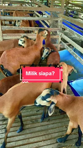 Blackbelly Barbados menguasai pasaran antara Bangsa. #TMBiriBiri #PenternakMalaysia #BiriBiriPower #TMLivestock #AgroMalaysia #JantanBetinaDarah #TernakanBerkualiti #PenternakMuda 