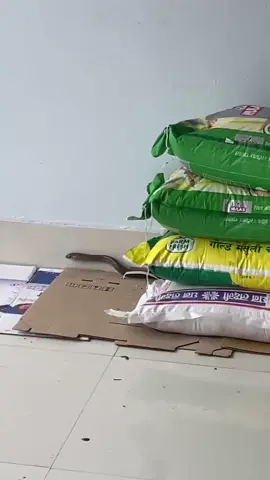 Nag daju kata hidnu vako ghar vitra🤣🤣 #itaharimuser #muksham_pangdhak #foryou #like #goviral #nepalitiktok #comedyvideo #fyp #snake #nagin 