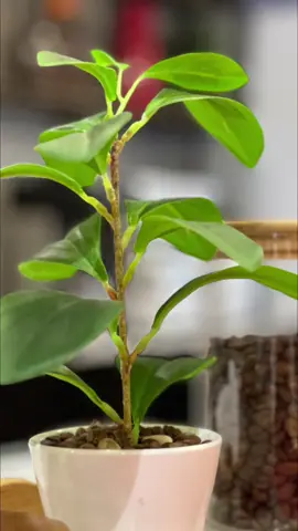 #اكسبلور #محمد_المقحم #جديد_المقحم #الشاعر_محمد_المقحم #بودكاست #مشاعر 