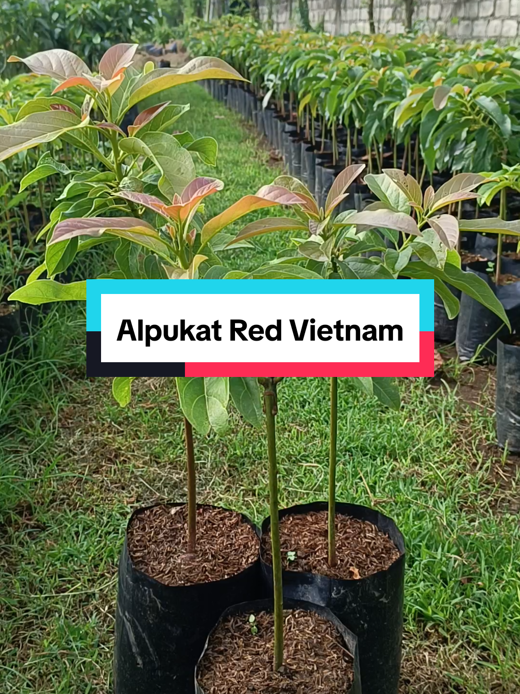 🌱 Bibit Alpukat Red Vietnam – Unggul, Hasil Okulasi Siap Kirim Seluruh Indonesia! 🚚 Ingin punya pohon alpukat yang unik dan bernilai tinggi? 🌟 Kenalan dengan Alpukat Red Vietnam – varietas alpukat premium dengan kulit merah eksotis, daging tebal, super creamy, dan biji kecil! 🍑🔥 ✅ Cocok ditanam di dataran rendah hingga menengah ✅ Produktif & cepat berbuah ✅ Rasa gurih, legit, dan tidak berair ✅ Potensi pasar tinggi – harganya bisa tembus premium! 📦 SIAP KIRIM ke seluruh Indonesia 💸 Bisa COD (Bayar di Tempat) 🪴 Tinggi bibit: 60–80 cm | Siap tanam Jangan tunggu alpukat langka baru cari bibitnya! Stok terbatas! Yuk order sekarang juga! 🌳🔥 📩 Chat sekarang untuk konsultasi & pemesanan cepat! #alpukat #redvietnam #alpukatmurah #alpukat🥑 #alpukatunggul #alpukatberkualitas #tanamanmurah #benih #petaniindonesia🇮🇩🇮🇩🇮🇩🌿🌿 #petanimuda #buah #buahbuahan #bibitunggul #Rayabibit 