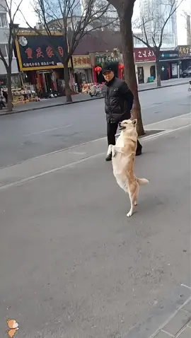 Confusing behavior of dog 🐕🤣🤣#dogsoftiktok #dog #puppy #pet #funnytiktok #funny #fpy 