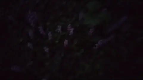 #aesthetic #background #video #calm #nature #dark #forest #flowers #vibe #fyp #лес #вайб #рекомендации 