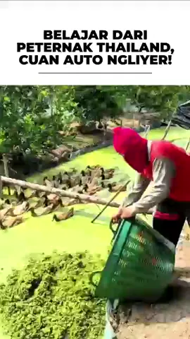 AZOLLA, RAHASIA PETERNAK THAILAND!