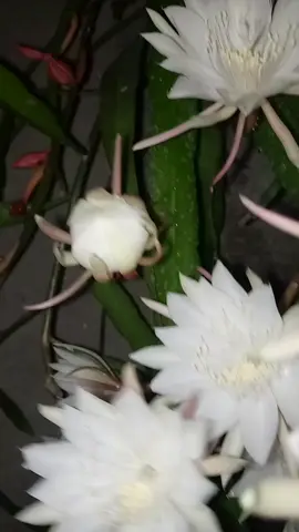 Kusuma Wijaya🌸 #kusumawijaya #fyp #fyp #foryou #foryoupage #trending #viral #tiktok #xyzbca 