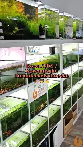 🐌 Koreanische Turmdeckelschnecke | TDS Korea | Semisulcospira Gottschei - Rarität - Lebhaft und Tagaktiv - Nützlicher Resteverwerter - Färbung = Hellbraun / Dunkelbraun - Wasserhärte= mittel bis hart - Verhalten = sehr friedlich - Zucht = mittel - Für Anfänger geeignet Korea Turmdeckelschnecken / TDS, sind als 