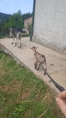 #cabrita#abandonada #paratytiktok 