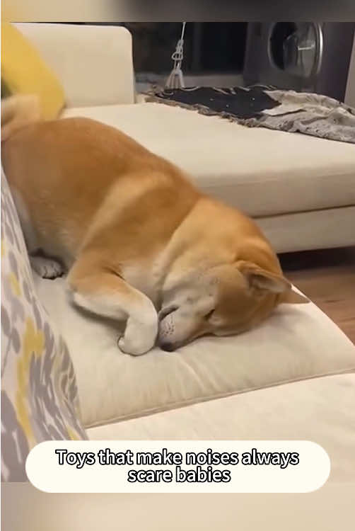 Why are dogs so tired 🥱 #happy #fyp #foryou #funny 