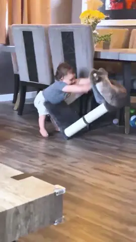 Cat vs baby #fyp #foryou #cat #cats #catsoftiktok#catvsbaby