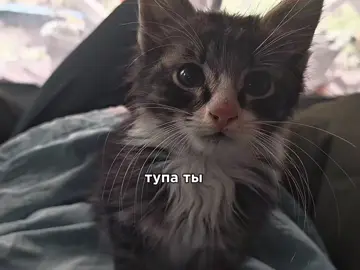 @pypsik ну ты #рек #fyp #глобальныерекомендации #ты #котики #мило 