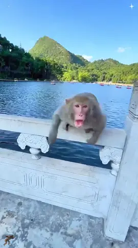 You totally scared the moke.🤣🤣😇#monkey #funny #fouyou #fyp #pet #usa 