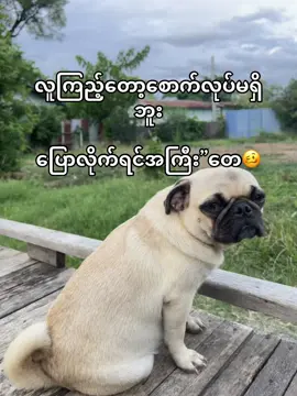 တဂဲ့ကောင်တေပါကွာ🥹