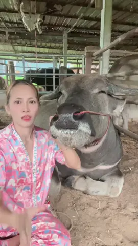 🐃🤣ซ้อมุขทำใด้นะ#DCRFarm #ซ้อมุขเงิน#dcrfarmควายงามบ้านโคกสูงตําบลยาง #buffalo 