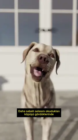 Öldü sanılan köpüşün dramı.(sürpriz son)