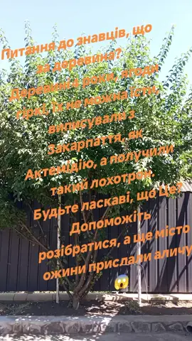 #запитання #знавцівсадоводів #щозадерево?#дерево 