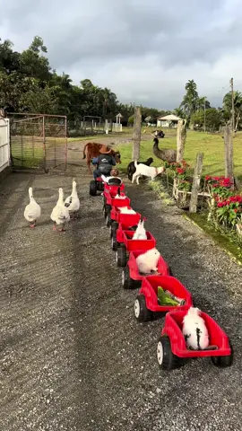 Hoje é dia dos irmãos campeiros e sua turminha passear, todos amam 🧑🏼‍🌾👧🐓🪿🐇🐕🦜🐂😍❤️❤️❤️