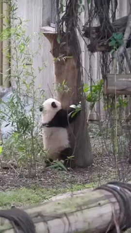Tổng hợp gấu con chơi đuổi bắt cùng với gấu mẹ 😘 #panda #cute #xuhuong #tiktok #fyp 