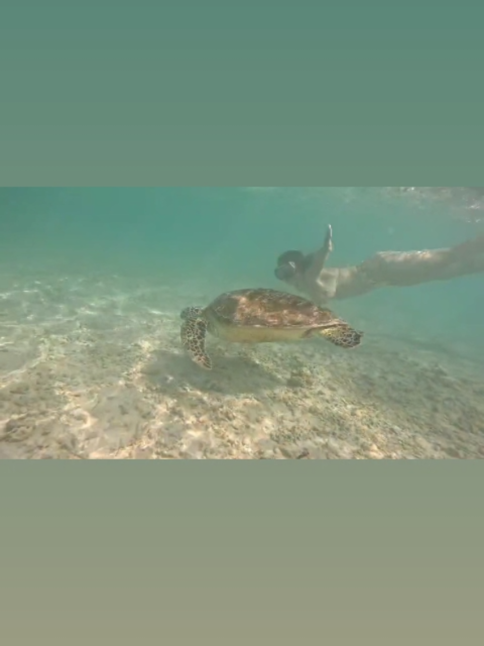 #tropical #traveltiktok #vacanza #gilitrawangan #honeymoon #neiperte #neipertee #gilitrawangan #honeymoondiaries #neiperte #neipertee #perte #vacanze #indonesia #te #neiperte #neipertee #vacanze #vacanzeestive #indonesia #sea #mare #oceano 