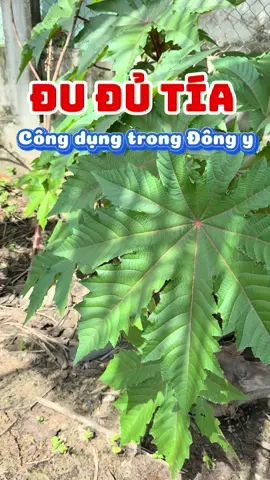Cây đu đủ tía và công dụng trong đông y #hieuthaoduoc #thaoduoc #thaoduocthiennhien #baithuocdangian #baithuocdangiantainha 