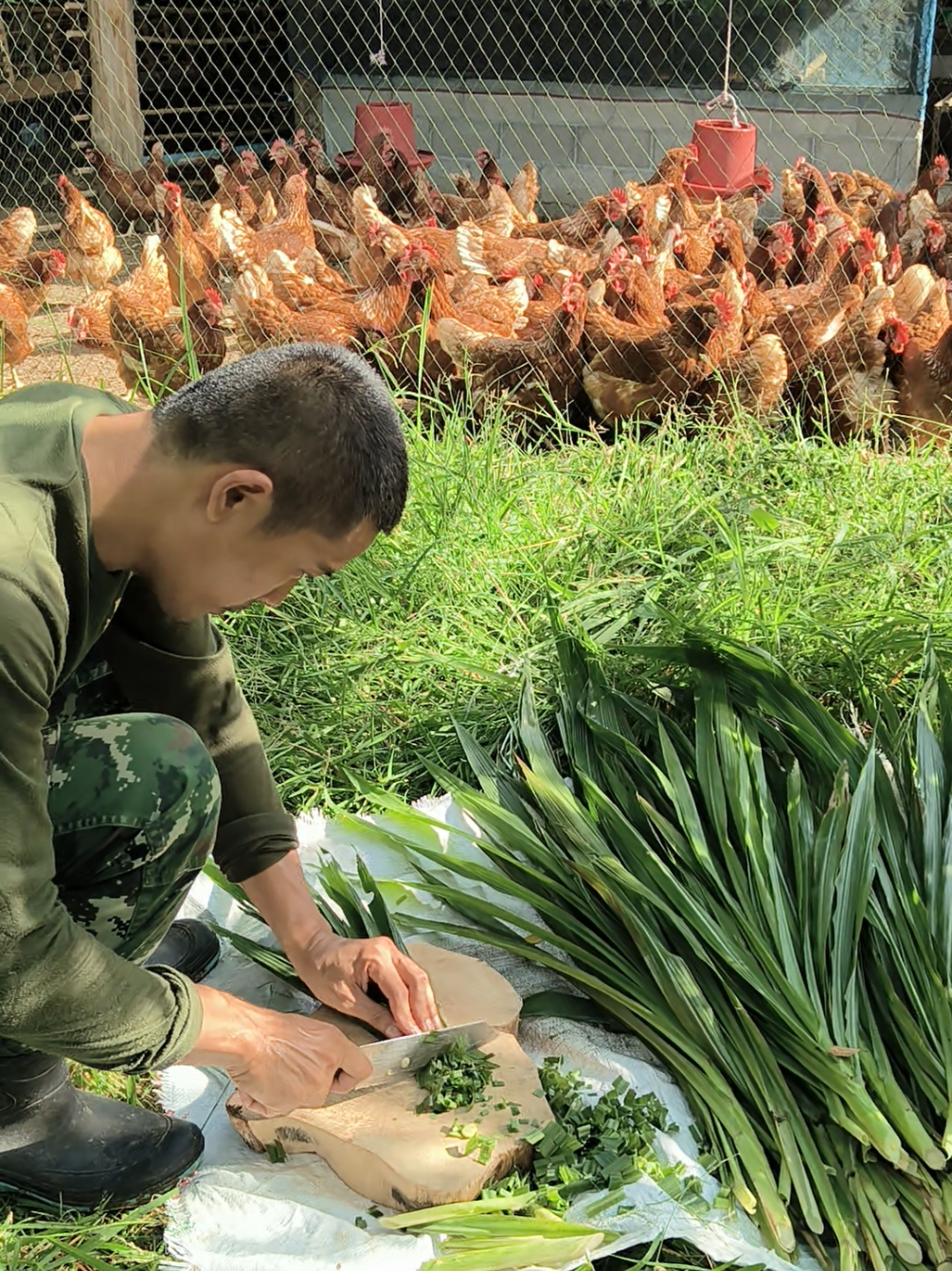 ธรรมชาติบำบัด ฟาร์มไก่ฮิลใจมากๆเลยครับ🐔🌿 #กันเนอร์ฟาร์ม #gunnerfarm #ฟาร์มไก่ไข่ #ไก่ไข่อารมณ์ดี #ไก่ไข่ #เพชรบูรณ์ #ฟีดดดシ #เปิดการมองเห็น #เทรนด์วันนี้ 