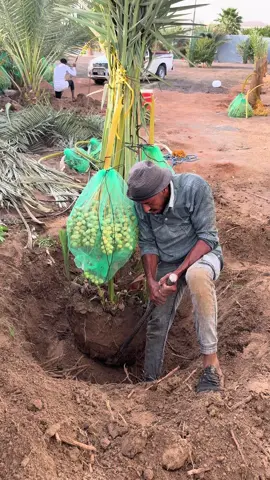 #اكسبلورexplore #نخيل_مثمر_بجميع_انواعه_ومقاسته_المختلفه #نجران_يام #الرياض_جده_مكه_الدمام_المدينه #القصيم_بريده_عنيزه_الرس_البكيرية #الدمام_الخبر_الاحساء_الجبيل_الظهران #المجمعه_الزلفي_الغاط_الارطاويه_الرياض #ابها_عسير_الجنوب_السوده_ظهران #هشتاق 