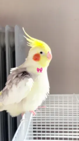 حبيبي 😿 مسافره واشتقت لهم مره  #cockatielsoftiktok #cockatiellife #كروان #كوكتيل #السعودية #الرياض #
