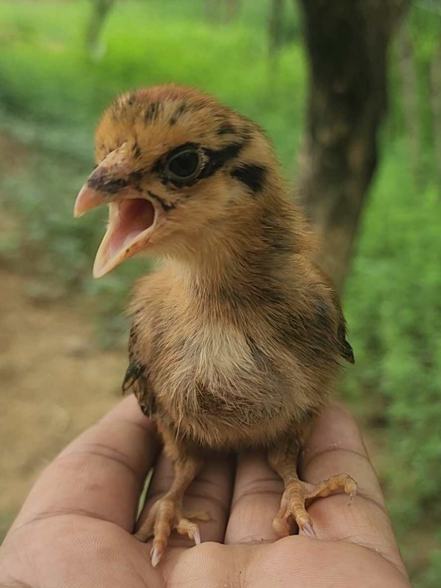 Cutest chick sweetest sounds 🎶🐤🎶🐥 #babychicks #cutebabychicks #fluffychicks #chicksoftiktok 
