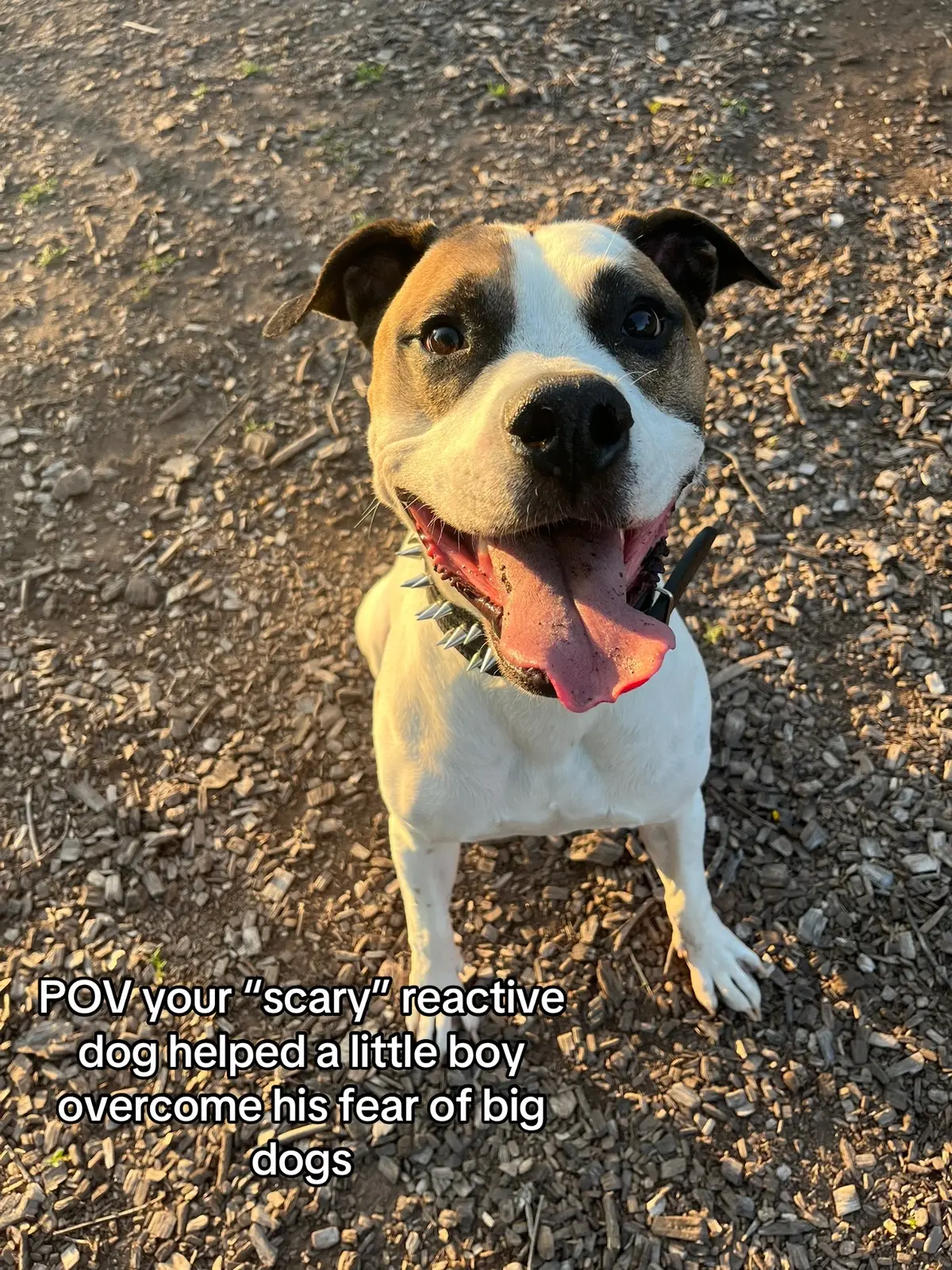 everyone tell niko you’re proud of him #fypシ #viral #reactivedogawareness #fyp #explore #trending #dogsoftiktok 