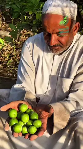 Replying to @cleveelz3ln معرض #اللومي_الحساوي  بنسخته الثانية يرجع من جديد.. 🍋‍🟩🍋‍🟩🌿😍  • بتنظيم غرفة الأحساء وشراكة استراتيجية مع هيئة تطوير الأحساء.  • المعرض اللي راح يكون فعالية الصيف بامتياز في مركز الأحساء للمعارض.🌿🍋‍🟩 • كل منتجات اللومي الغذائية وصناعاته التحويلية وابتكارات المبدعين المستوحاة من ثقافة الأحساء بتكون موجودة.  • بالإضافة إلى الفعاليات المصاحبة من جلسات ومطاعم ومقاهي وورش حرفية وترفيهية .   للمشاركه وحجز البوثات برجاء التواصل : 0558088186 • لاتنسون الموعد 🍋‍🟩🌿💕  21 أغسطس – 6 سبتمبر 2025م مركز الأحساء للمعارض #الاحساء #fyp #السعودية #اكسبلور 