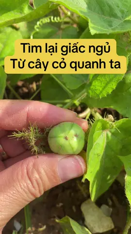 #matngu #ngukhongsaugiac #nongtrong #nhietmieng #thaoduocquanhta #reel 