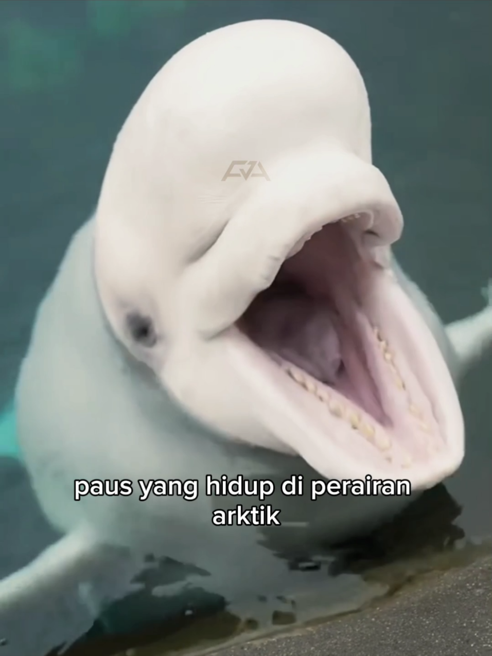 Paus Beluga #fact #faktahewan #beluga #fyp 
