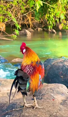 Gà rừng #garungtaynguyen #chienke #garungmoi 