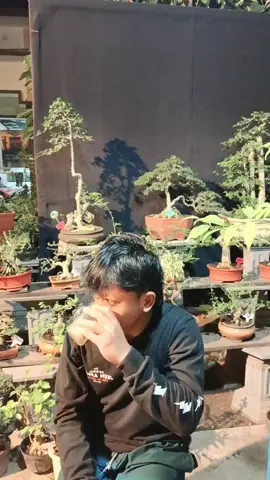 ayuk om bonsainya#live #joget #velocity #viral #lucu_ngakak #fbprofyp #hobibonsai #jualanbonsai #bonsai #bonsaimini #bonsailovers #fbprofesional 