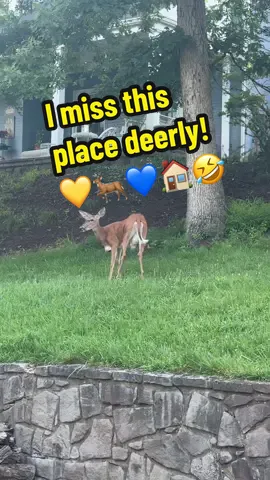 This is why they call it almost heaven! 💙🦌💛 #wv #texas #deer #almostheaven #family #friends #simplelife #