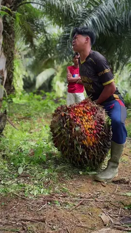 Info bua sawit yang kecil kecil di mana berada #sawit #petaniindonesia🇮🇩🇮🇩🇮🇩🌿🌿 #sawitontiktok #sawitriau #foryourpage #4u #xyzbca #masukberandafyp #sawitkalimantan #fyppppppppppppppppppppppp 
