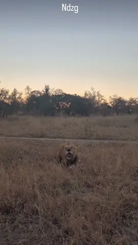 Volume up for the Ndhzenga male!!! #CapCut #fyp #viral #lion #justiceforolobor #justiceforlorkulup #wildlifephotography #wildanimals 