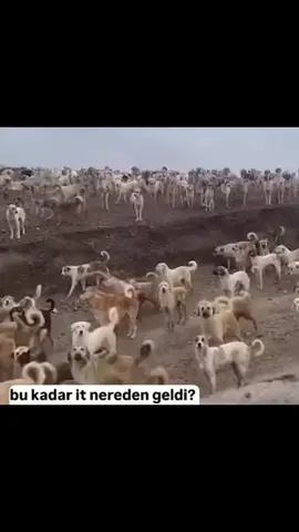 Bu kadar it nereden geldi? #fyp #keşfet #şamatarşiv 
