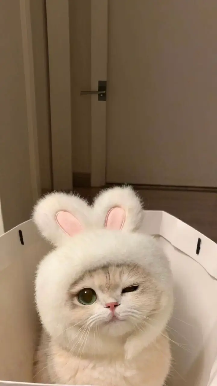 Ảnh mờ mlem Có ai muốn dùng bữa tối khum #ib #fyp #cute 