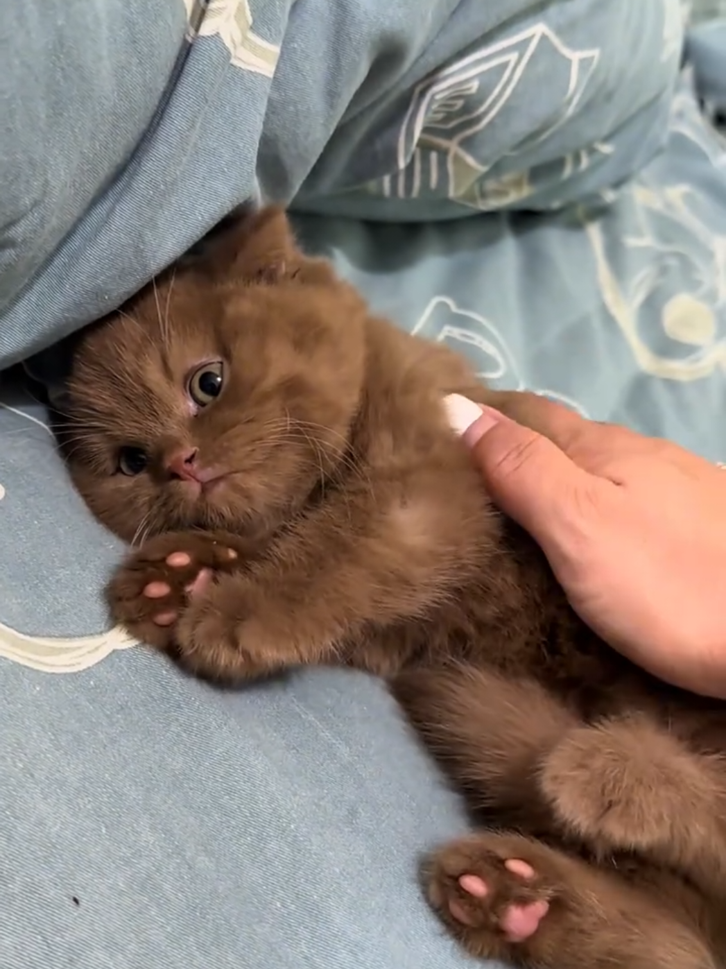 so cute #bobo #cat #cute #pet 