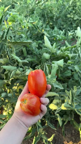 #hawler #duhok #sliman #zaxo #diana #akre #barzan #garde #❤️ 