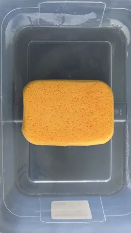 Watermelon Squeezes! #sponge #asmr #oddlysatisfying #spongesqueezing #relaxing #CleanTok 