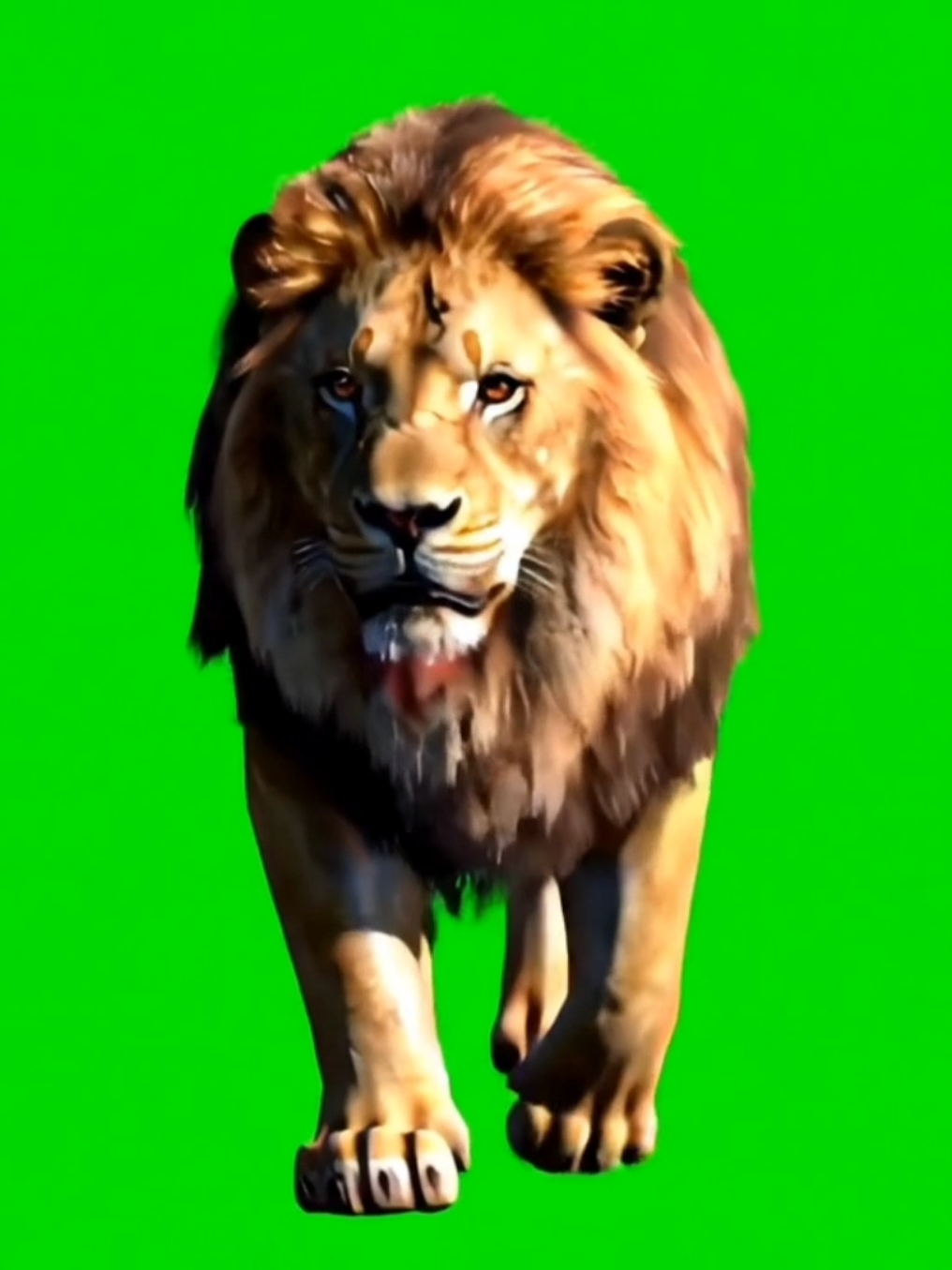 Lion Green Screen Animation Video HD. #lion #greenscreenvideo #greenscreensticker #greenscreen #lionking #animation #animal #fyp 
