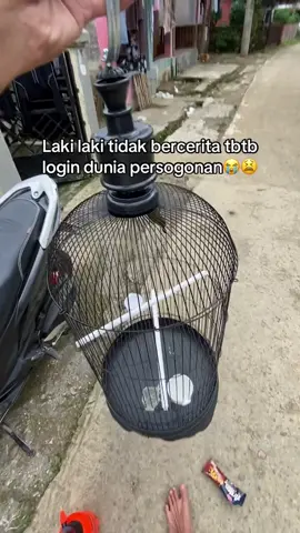 Cepuk nya ampe ke tendang🤣 #sogon #sogonmaniaindonesia #burungsogon #sogonisian #sogonijoan #kicaumaniaindonesia 